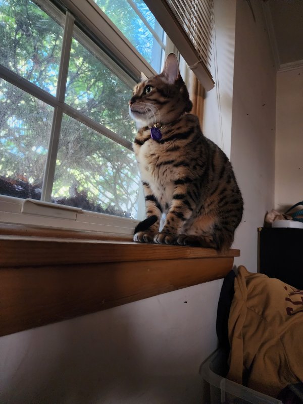 Lost Bengal cat in Columbus, OH