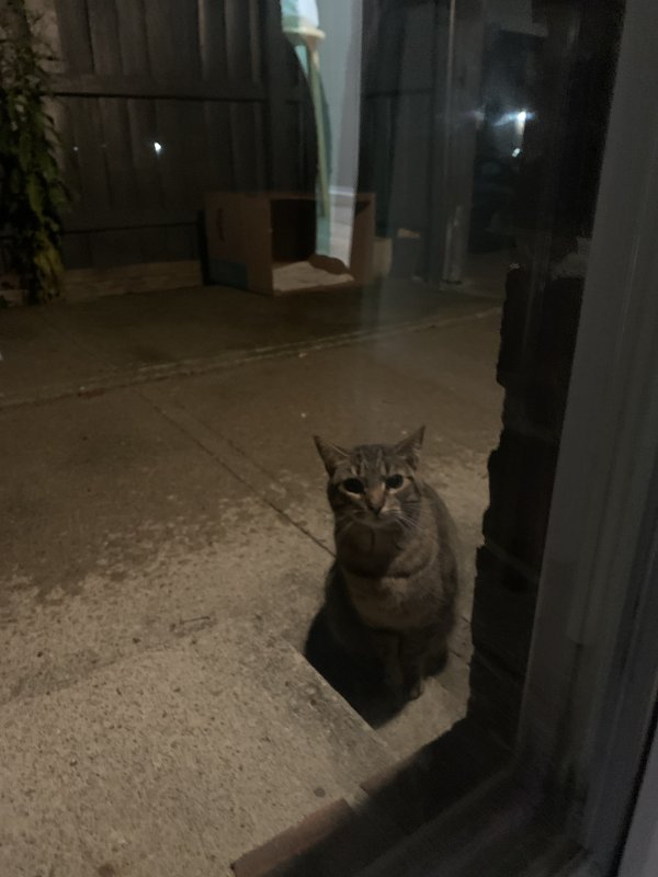 Found cat in Columbus, OH