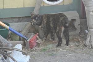 Safe Domestic Short Hair in Troy, OH