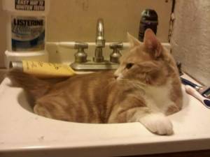 Safe Cat in Wilmington, DE