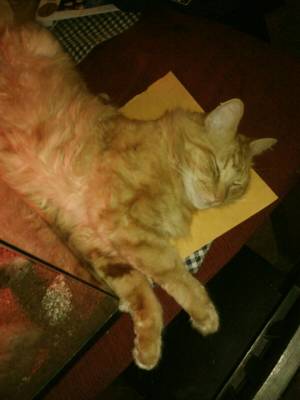 Safe Domestic Long Hair in Burbank, CA