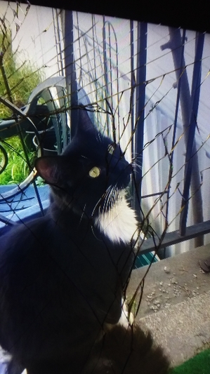 Safe Cat in Minneapolis, MN