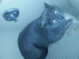 Safe Russian Blue in Norristown, PA