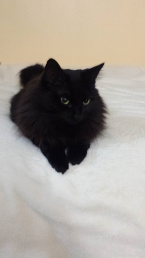 Safe Domestic Short Hair in Bloomingdale, IL