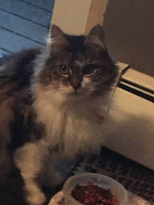 Safe Cat in Brooklyn, CT