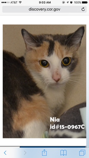 Safe American Shorthair in Richardson, TX