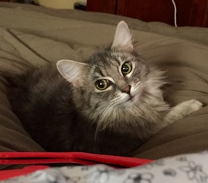 Safe Domestic Long Hair in Richmond, VA