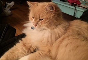 Safe Maine Coon in Hixson, TN