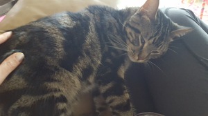 Safe Domestic Short Hair in Mandan, ND