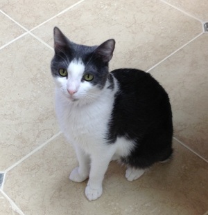 Safe Domestic Short Hair in McKinney, TX