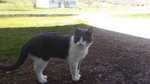 Safe American Shorthair in Sparta, TN