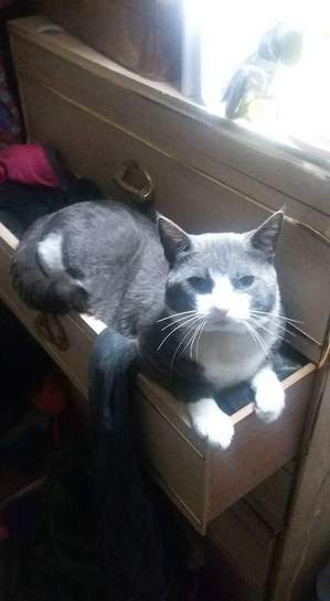Safe Cat in Tacoma, WA