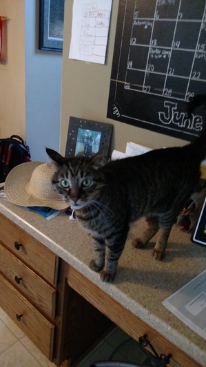 Safe Domestic Short Hair in Waterford, WI