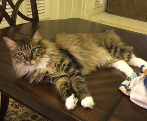 Safe Maine Coon in Santa Rosa, CA US