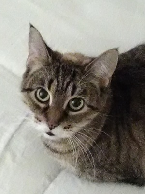 Safe Cat in Appleton, WI