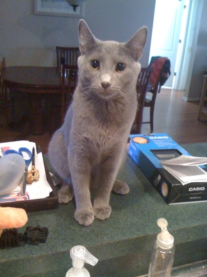 Safe Russian Blue in Lutz, FL