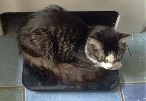Safe Domestic Long Hair in Wethersfield, CT