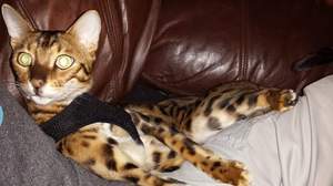 Safe Bengal cat in Port Richey, FL