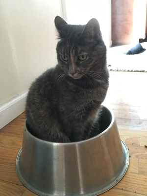 Safe Cat in Absecon, NJ