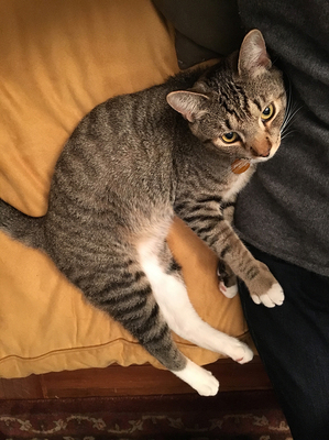 Safe American Shorthair in Middlebury, CT