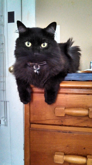 Safe Domestic Long Hair in Trenton, NJ