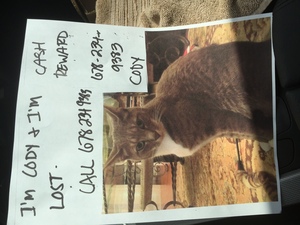 Safe Cat in Braselton, GA