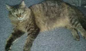 Safe Maine Coon in Gainesville, FL