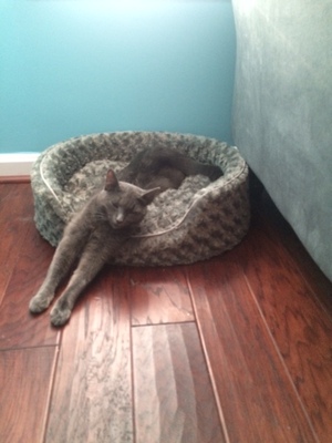 Safe Domestic Short Hair in Reston, VA