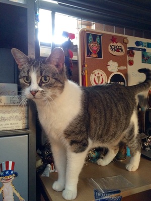 Safe Domestic Short Hair in Warren, MI