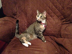 Safe American Shorthair in Yonkers, NY