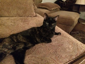 Safe Domestic Short Hair in Lewisville, TX