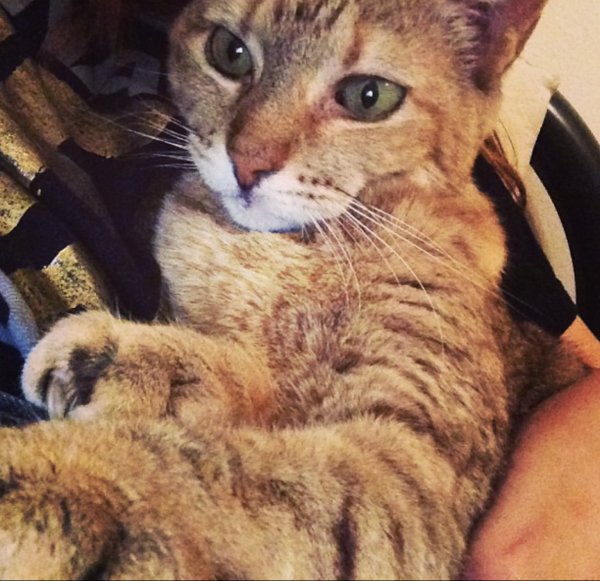 Safe Cat in Killeen, TX