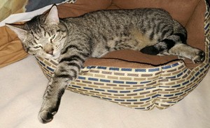 Safe Cat in Congress, AZ