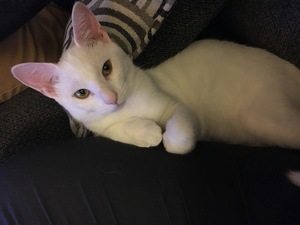 Safe Domestic Short Hair in Grand Rapids, MI