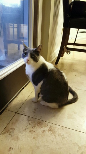 Safe Domestic Short Hair in Round Rock, TX