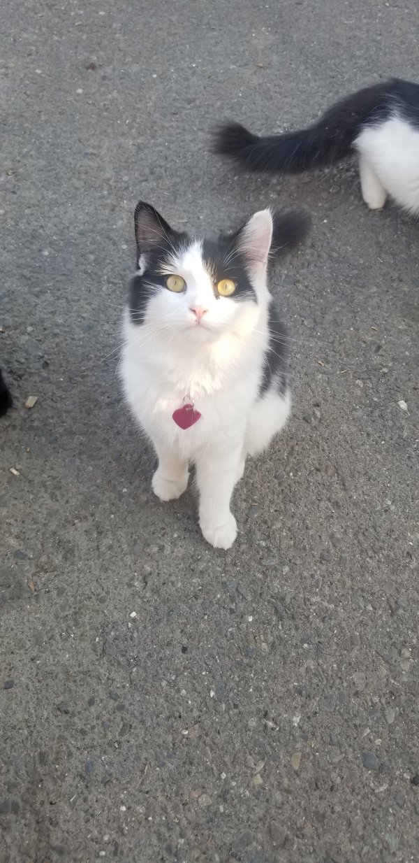 Lost Domestic Long Hair in California