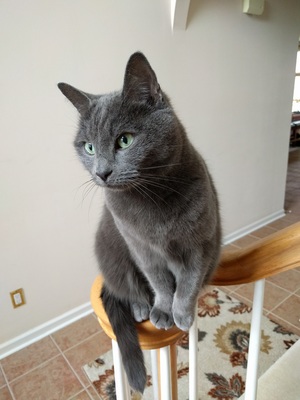 Safe Domestic Short Hair in Wexford, PA