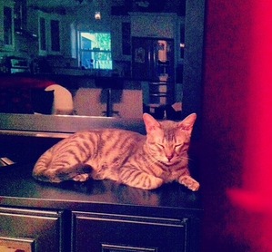 Safe Cat in Tavernier, FL