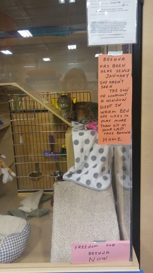 Safe Domestic Short Hair in Virginia Beach, VA