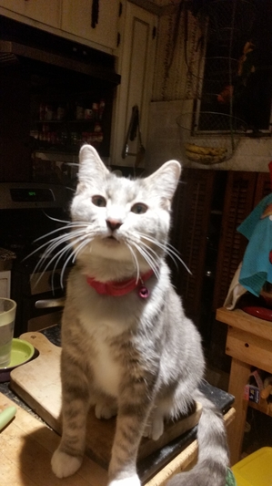 Safe Domestic Short Hair in Riverside, IL