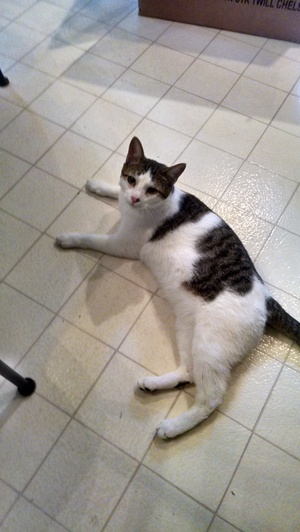 Safe American Shorthair in Winston Salem, NC