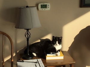 Safe Cat in Milwaukee, WI
