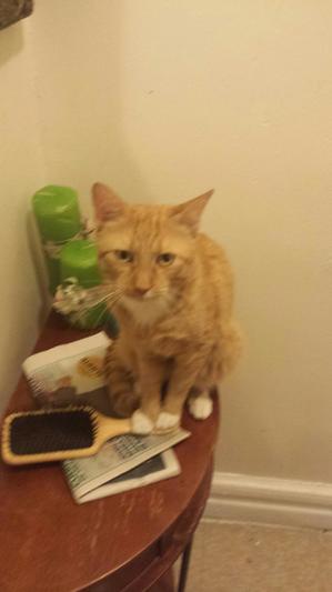 Safe Domestic Short Hair in New York, NY