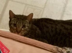 Safe Domestic Short Hair in Buffalo, NY