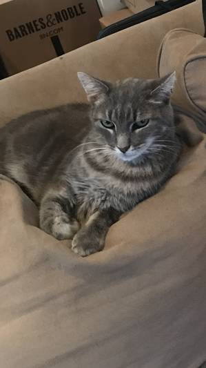 Safe Domestic Short Hair in Red Bank, NJ