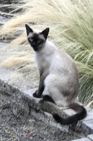 Safe Siamese in Seattle, WA