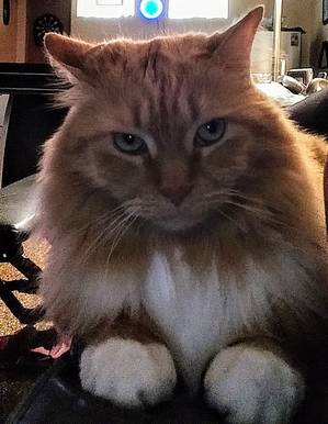Safe Maine Coon in Cleveland, OH