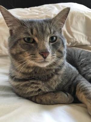 Safe Domestic Short Hair in Beverly, MA