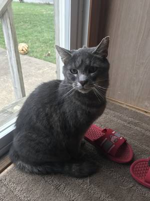 Safe Domestic Short Hair in Brunswick, OH