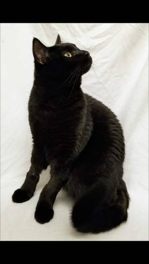 Safe Domestic Short Hair in San Francisco, CA